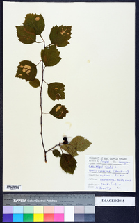 Crataegus viridis image