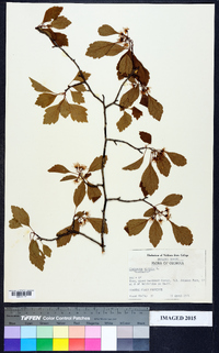 Crataegus viridis image