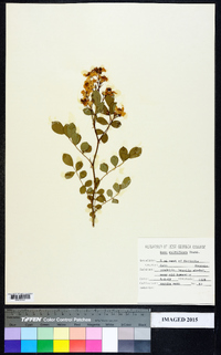 Rosa multiflora image