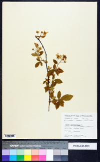 Rubus occidentalis image