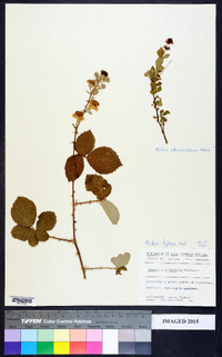 Rubus bifrons image