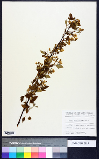 Rubus argutus image