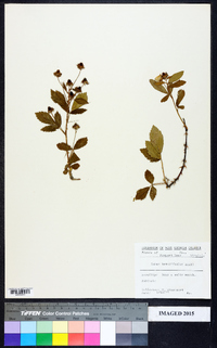 Rubus argutus image