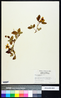 Rubus argutus image