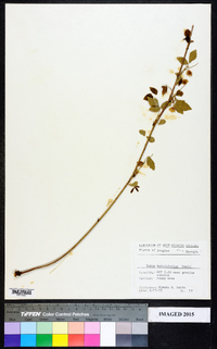 Rubus argutus image