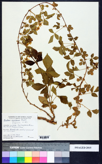 Rubus flagellaris image