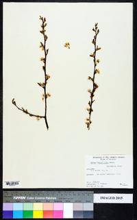 Prunus angustifolia image