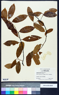 Prunus caroliniana image