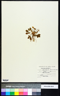 Potentilla canadensis image