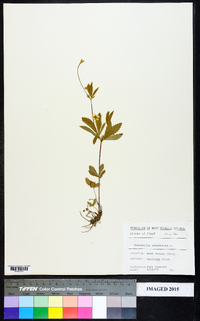 Potentilla canadensis image