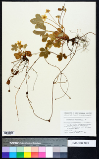 Potentilla canadensis image