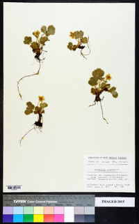 Potentilla argentea image