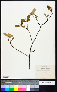 Amelanchier canadensis image