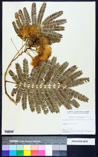 Albizia julibrissin image