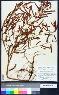 Chamaecrista fasciculata var. fasciculata image