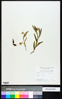 Crotalaria sagittalis image