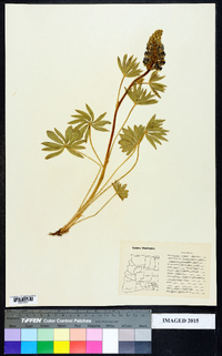 Lupinus saxosus image