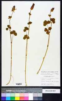 Trifolium incarnatum image