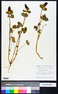 Trifolium incarnatum image