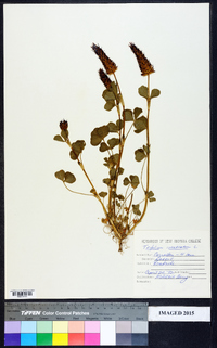 Trifolium incarnatum image