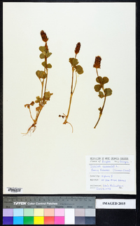 Trifolium incarnatum image