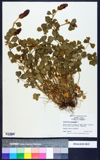 Trifolium incarnatum image