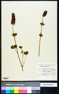 Trifolium incarnatum image