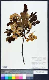 Robinia hispida image