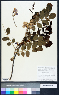 Robinia hispida image