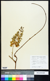 Wisteria sinensis image