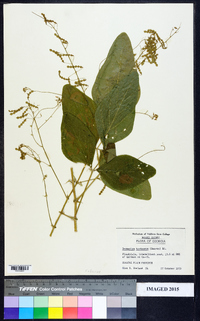 Desmodium tortuosum image