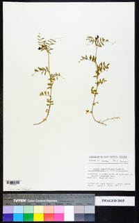 Vicia sativa subsp. nigra image