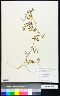 Vicia villosa subsp. varia image