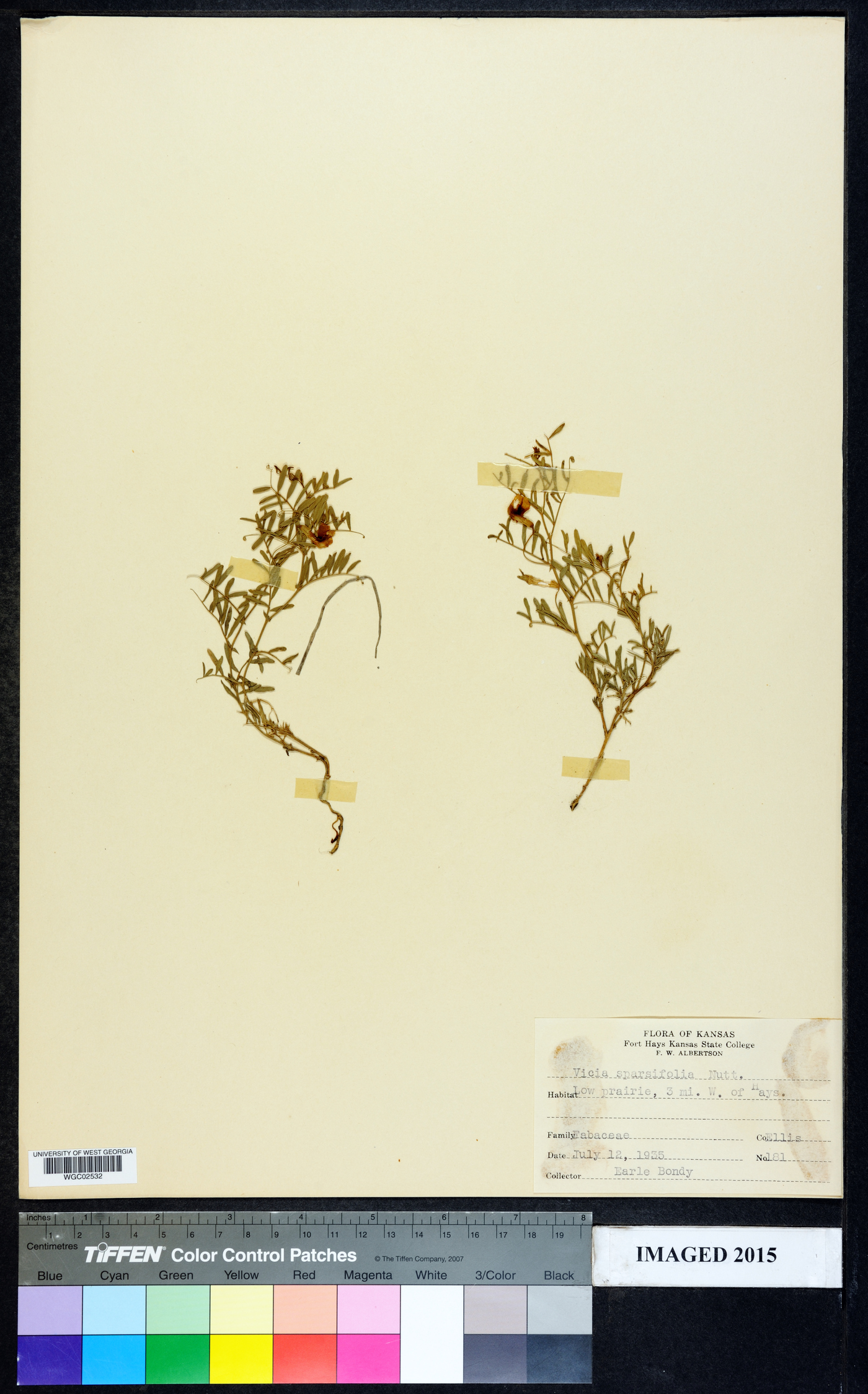 Vicia sparsiflora image