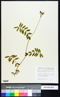 Tephrosia spicata image