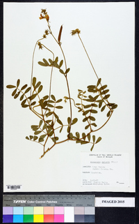 Tephrosia spicata image