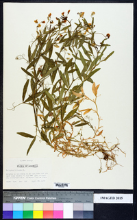 Lathyrus hirsutus image