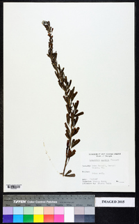 Lespedeza cuneata image