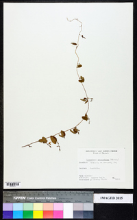 Lespedeza procumbens image