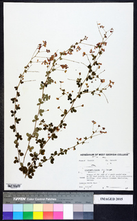 Lespedeza repens image