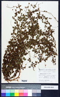 Lespedeza repens image