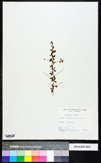 Lespedeza repens image