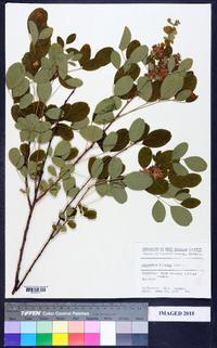 Lespedeza bicolor image