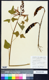 Erythrina herbacea image