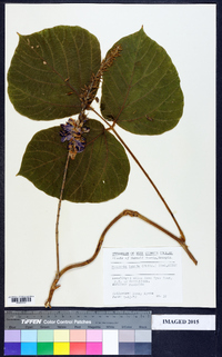 Pueraria montana var. lobata image