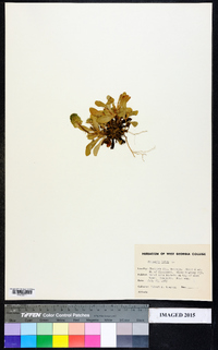 Polygala lutea image