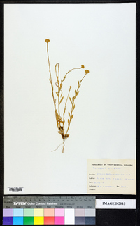 Polygala lutea image