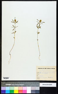 Polygala cruciata image