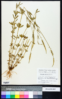 Polygala verticillata image