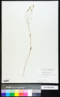 Polygala verticillata image